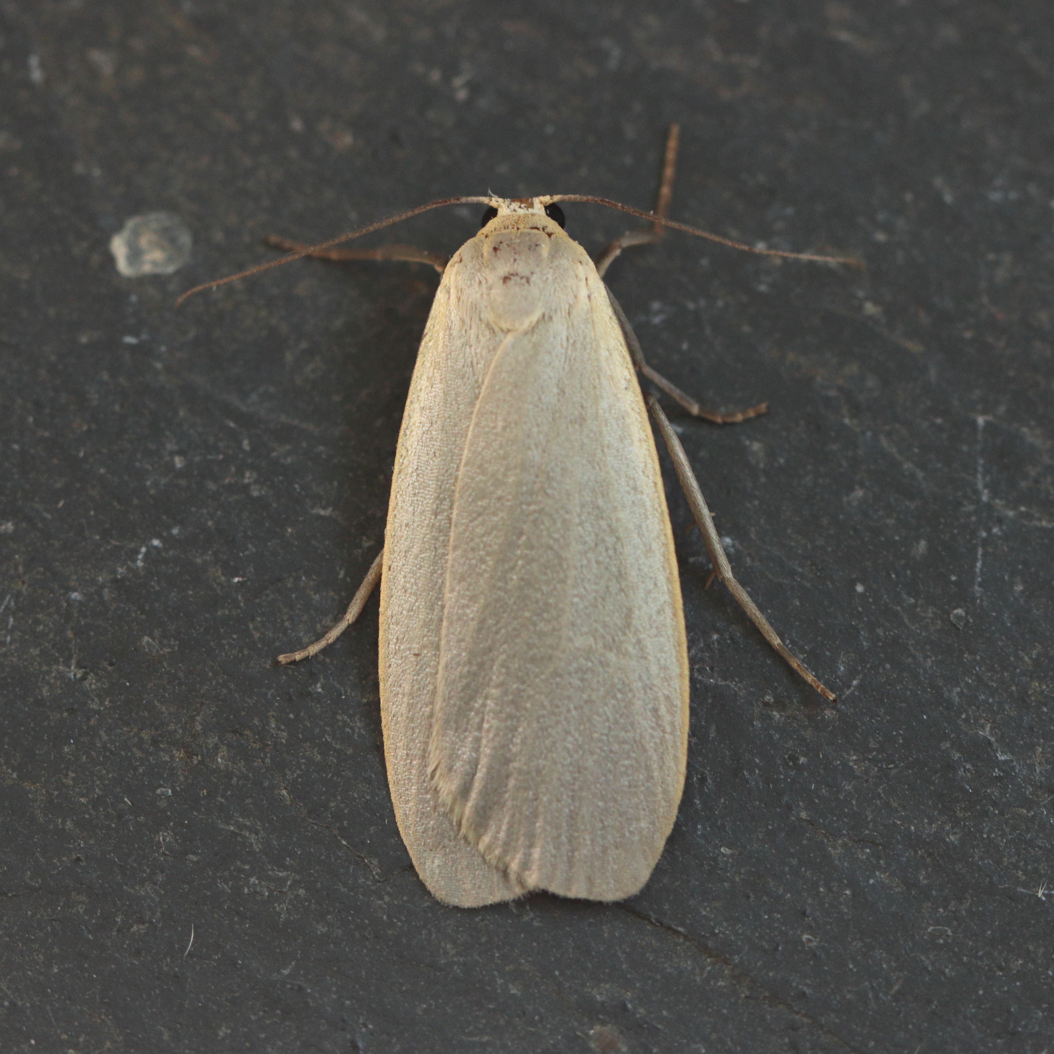 Photo of Dingy Footman (Eilema griseola)